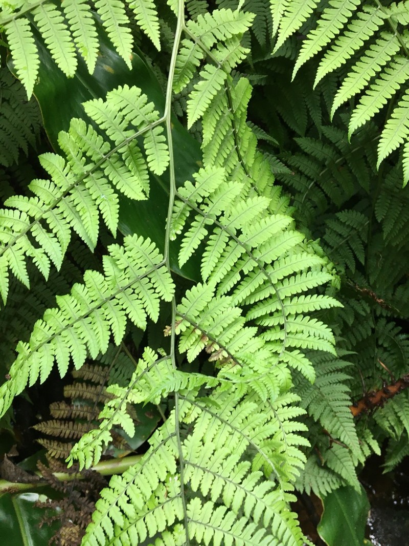 Hawai'I Twinsorus Fern photo 6