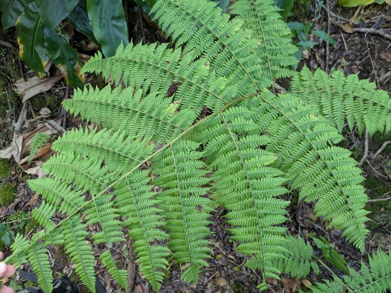 Hawai'I Twinsorus Fern photo 7