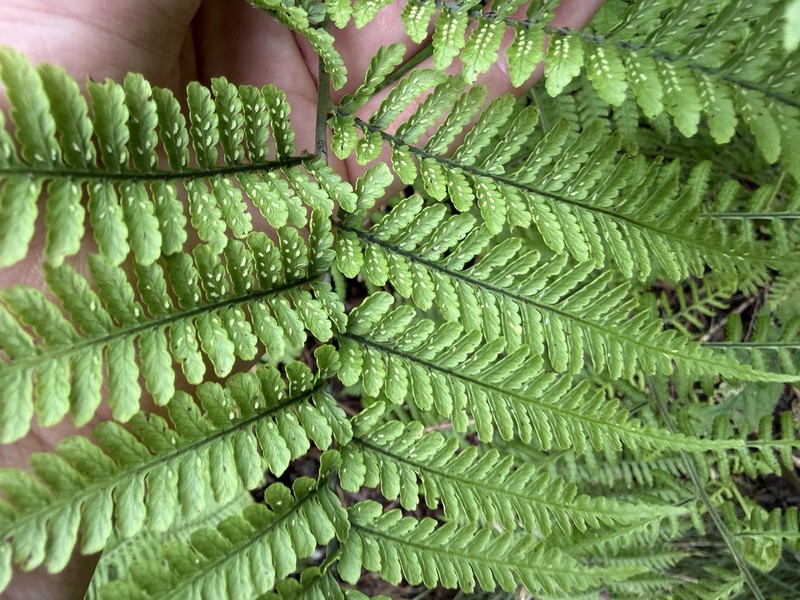 Hawai'I Twinsorus Fern photo 8