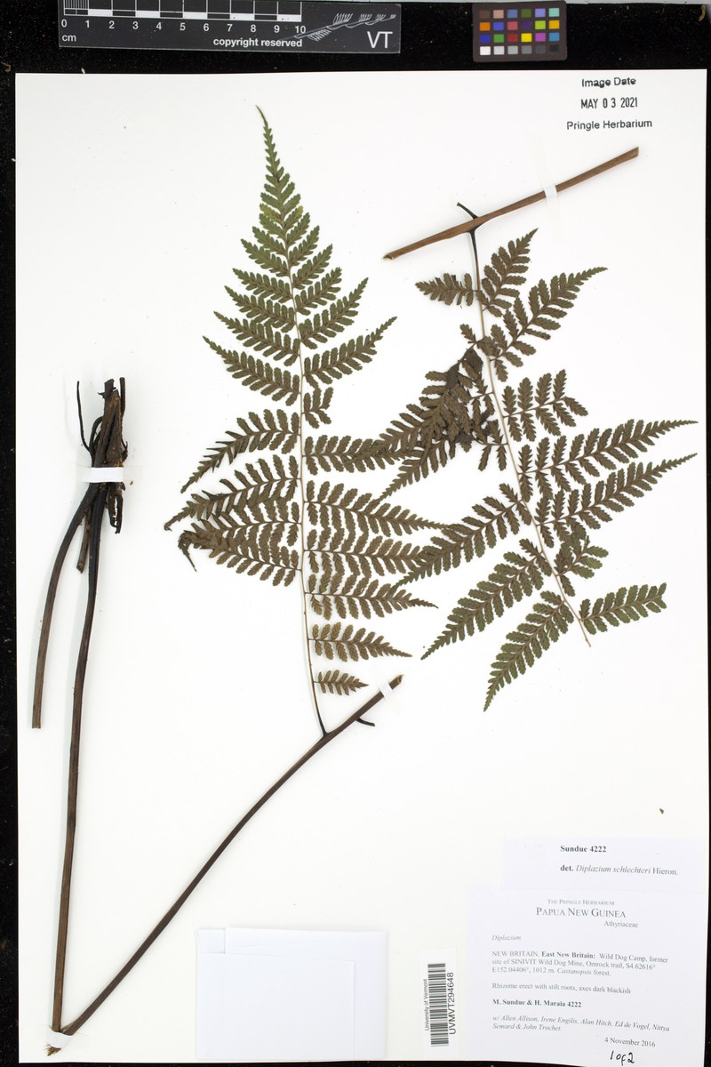 Diplazium schlechteri