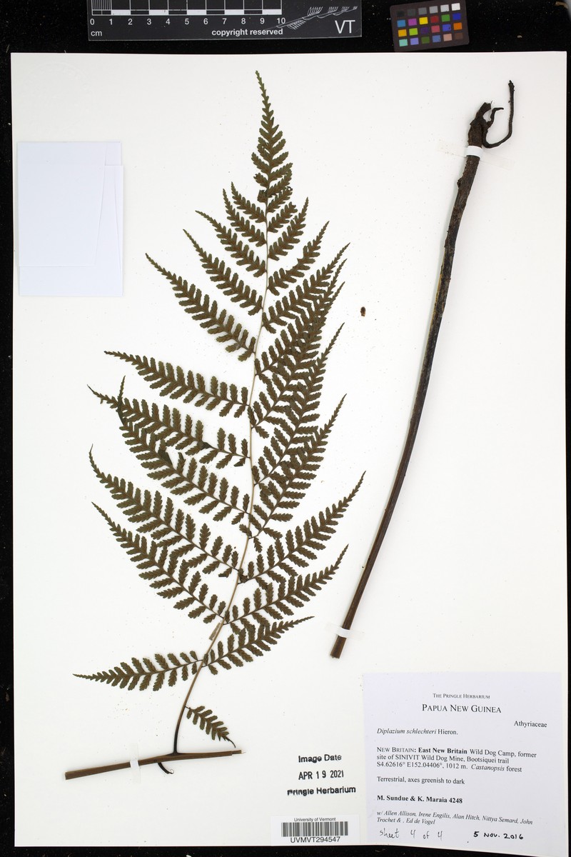 Diplazium schlechteri photo 2
