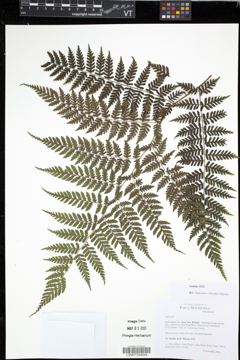 Diplazium schlechteri photo 4