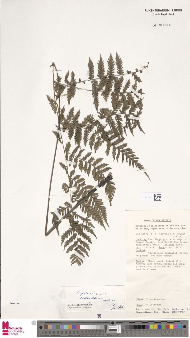 Diplazium schultzei