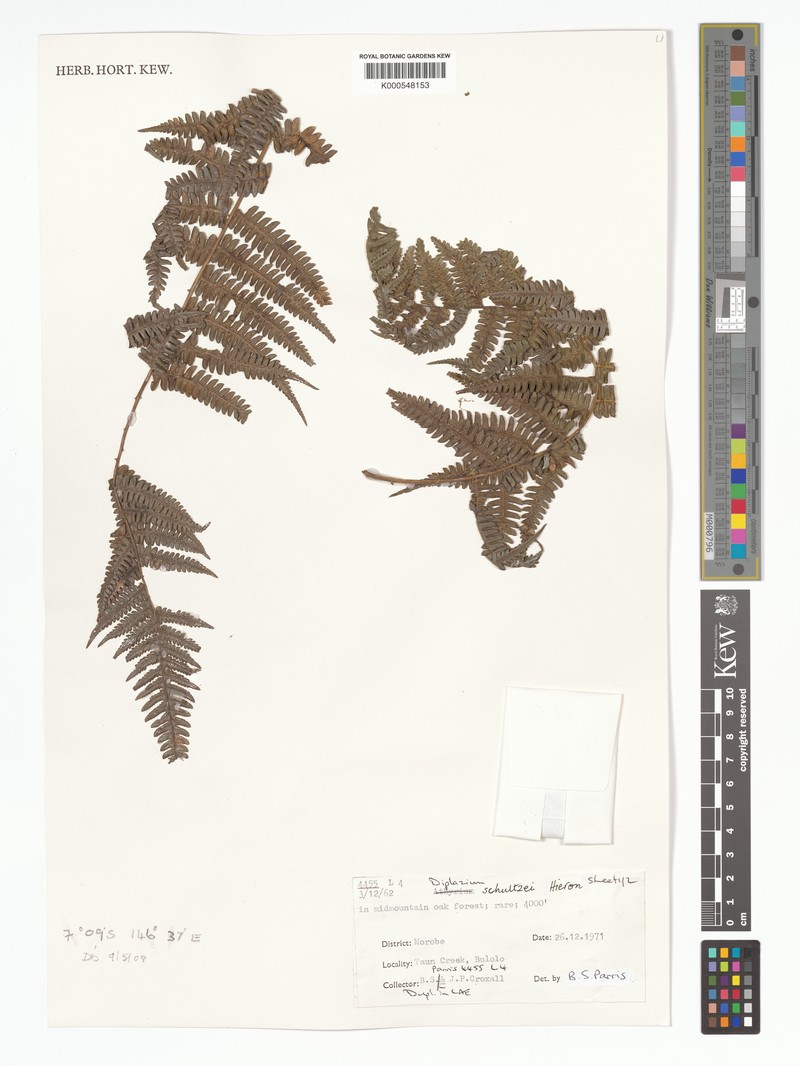 Diplazium schultzei photo 3
