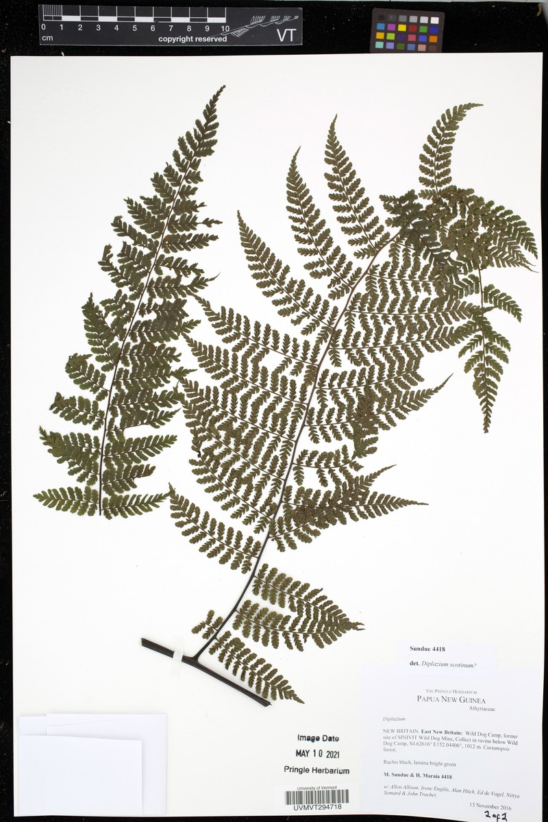 Diplazium scotinum