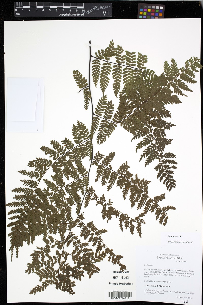 Diplazium scotinum photo 2