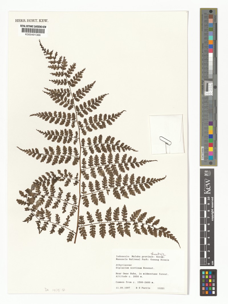 Diplazium scotinum photo 3