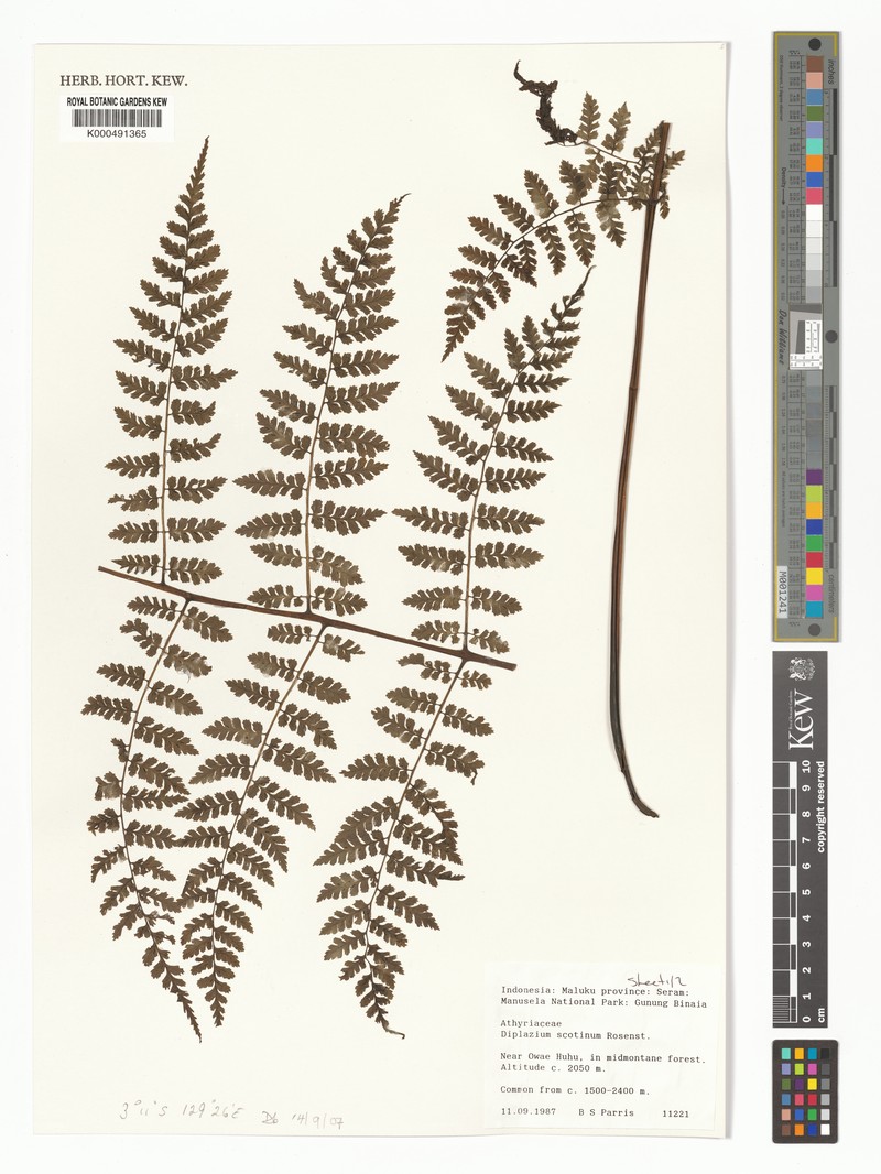 Diplazium scotinum photo 4