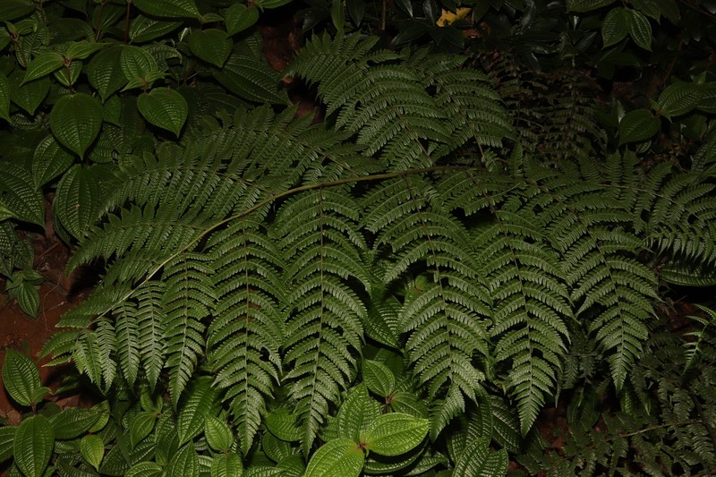 Diplazium sechellarum