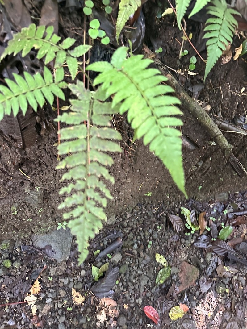 Diplazium seemannii