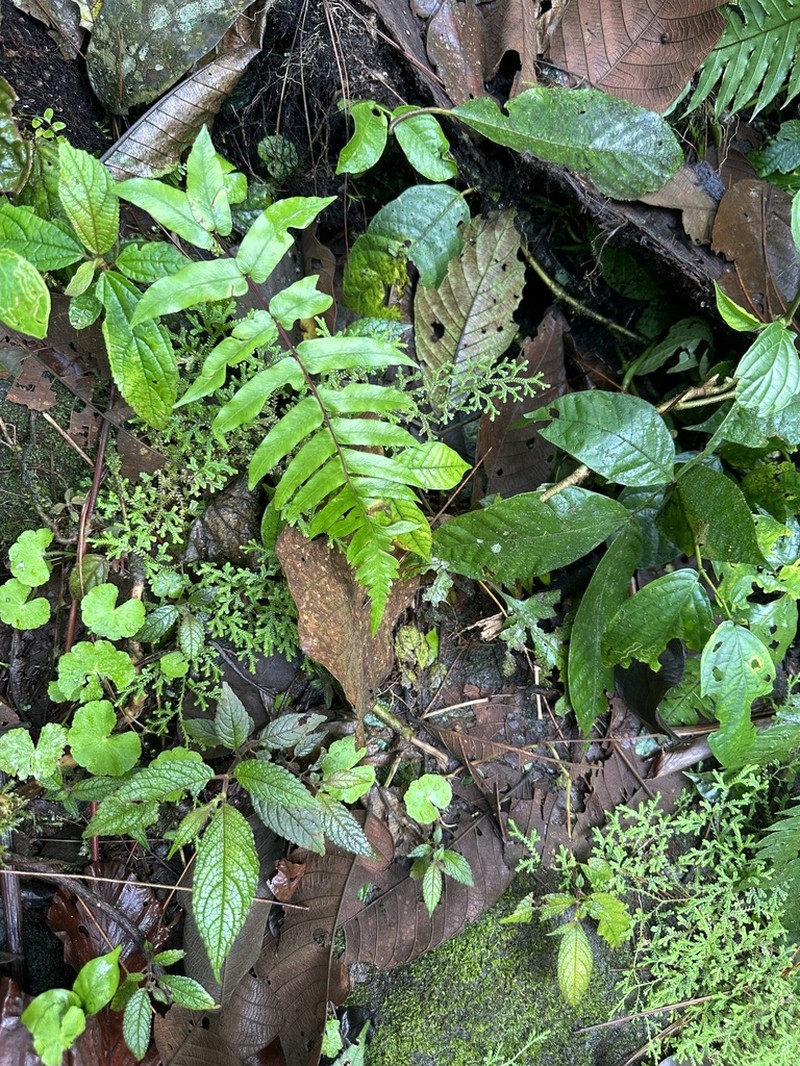 Diplazium seemannii photo 2