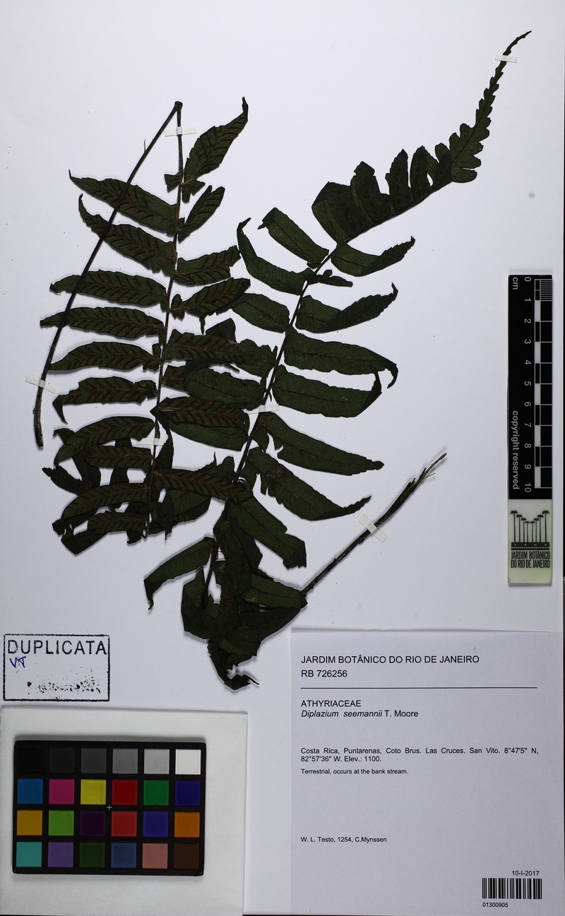 Diplazium seemannii photo 3