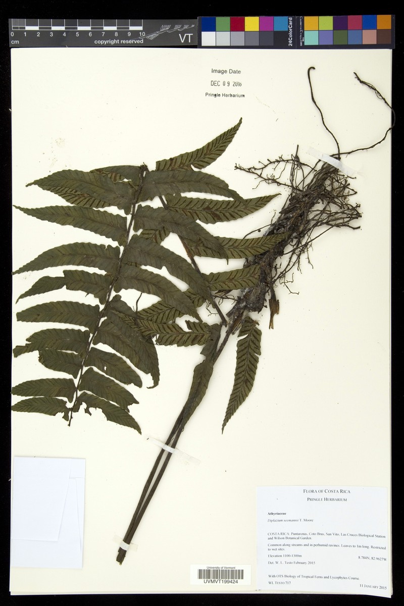 Diplazium seemannii photo 4