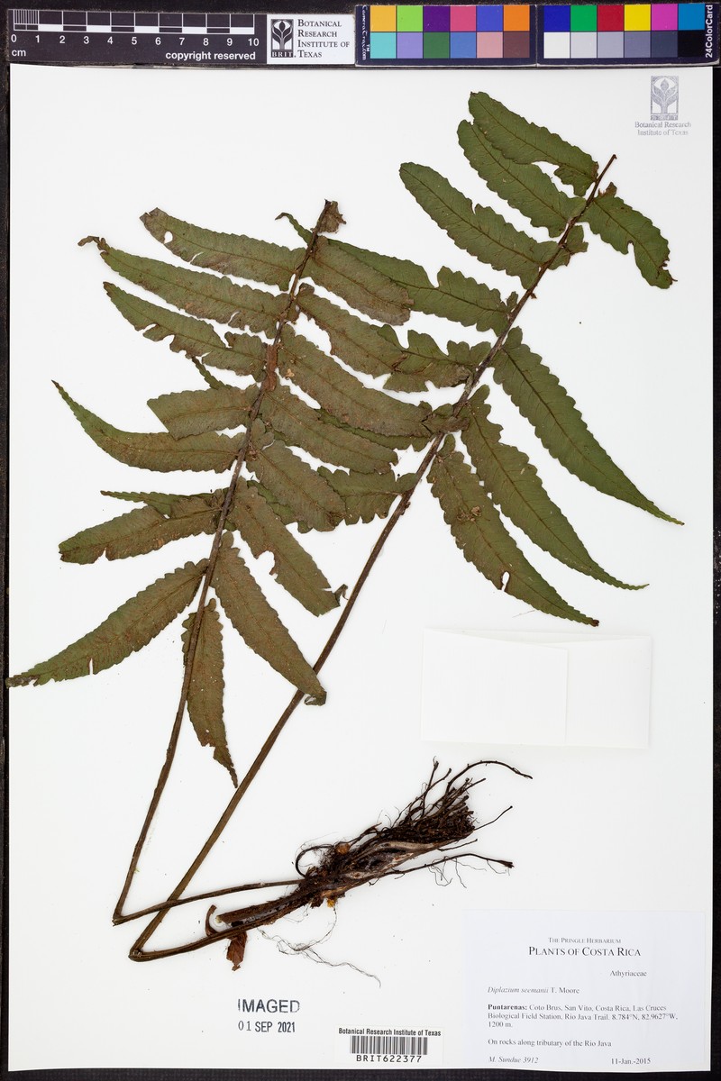Diplazium seemannii photo 5