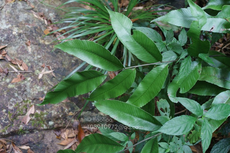 Diplazium serratifolium