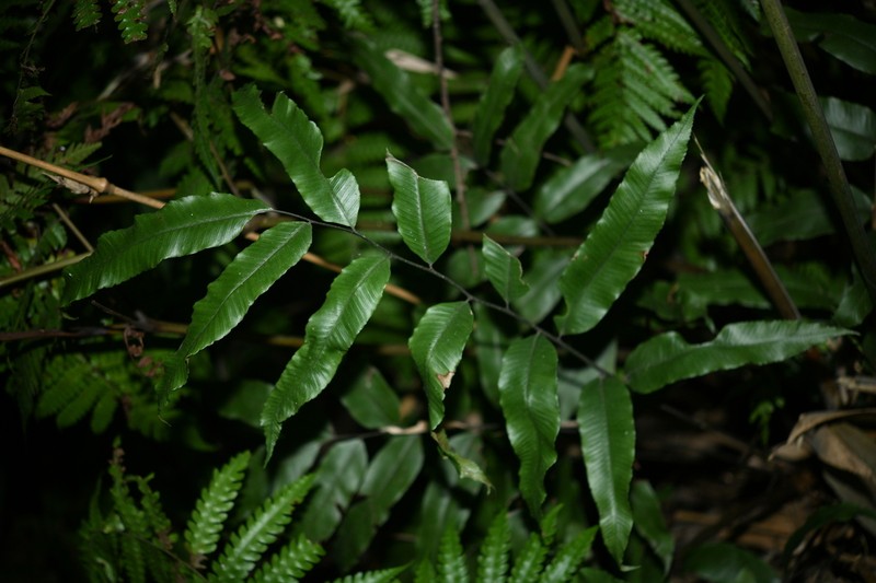 Diplazium serratifolium photo 2