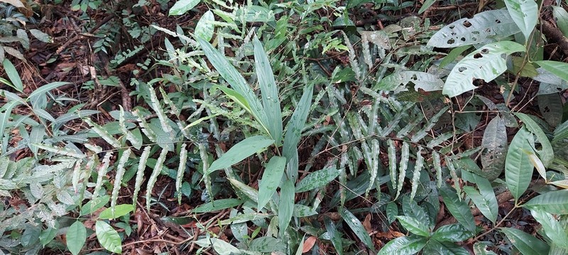 Diplazium serratifolium photo 3
