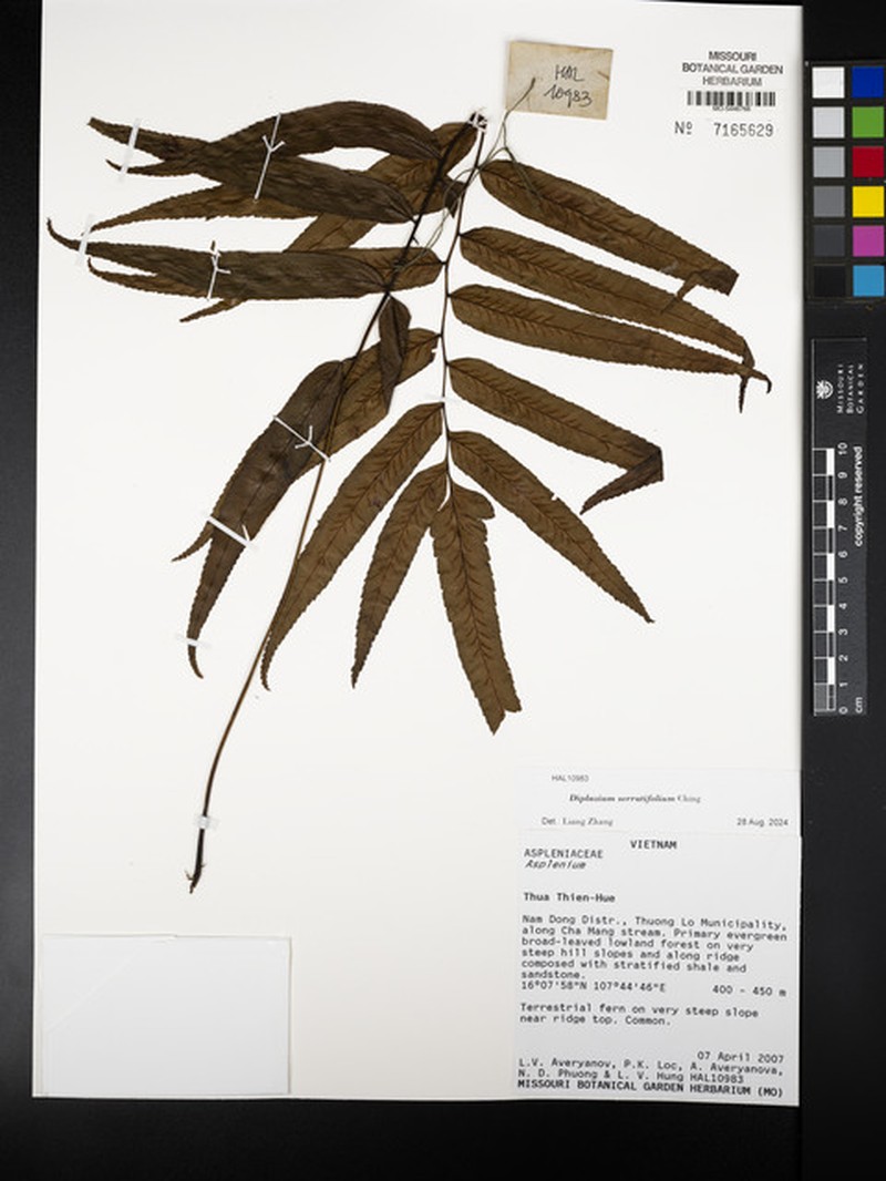 Diplazium serratifolium photo 4