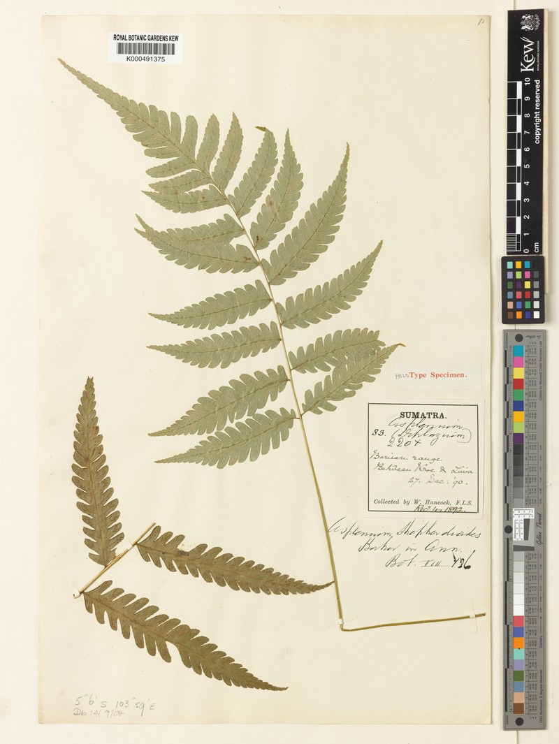 Diplazium shepherdioides