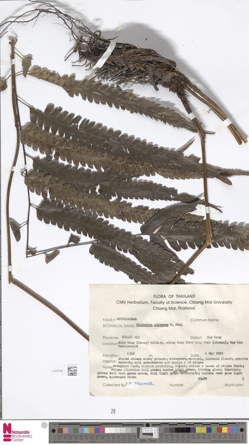 Diplazium siamense photo 2