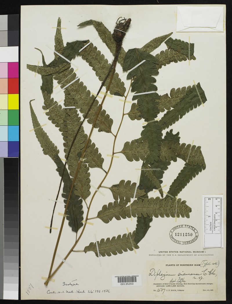 Diplazium siamense