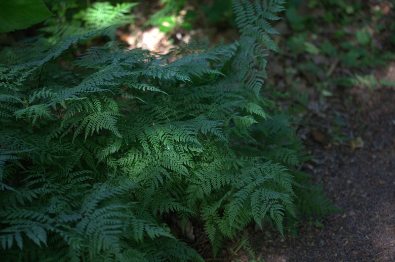 Diplazium sibiricum