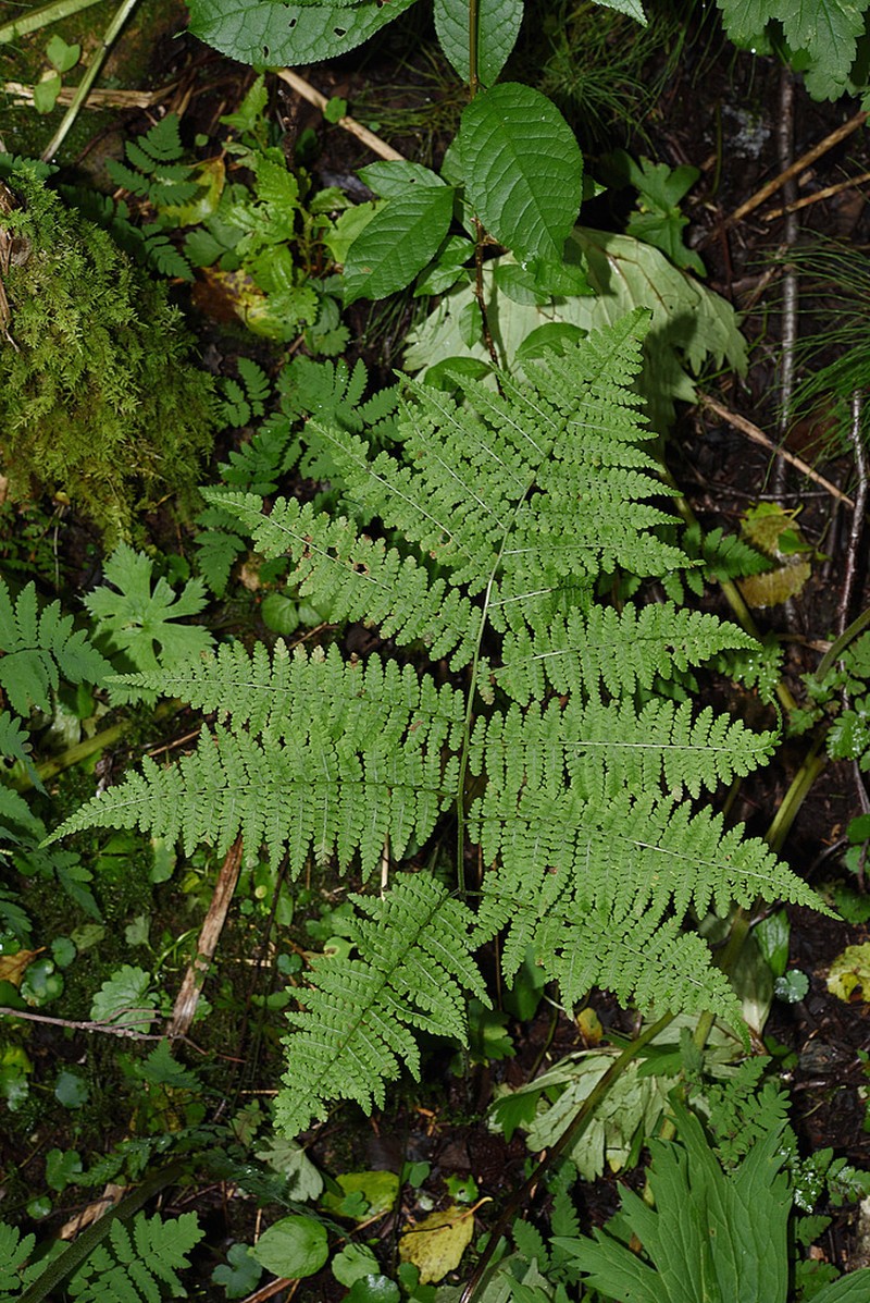 Diplazium sibiricum photo 2