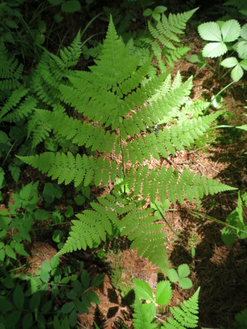 Diplazium sibiricum photo 5