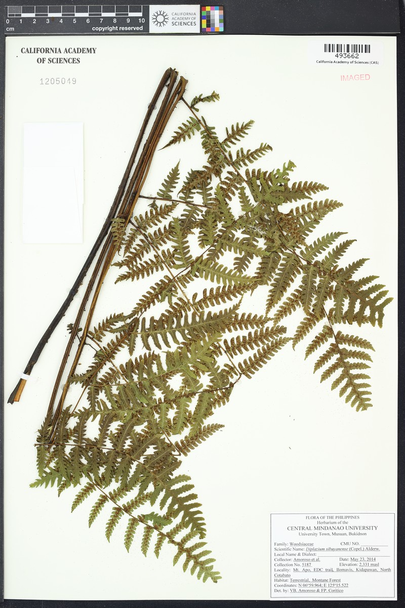 Diplazium sibuyanense
