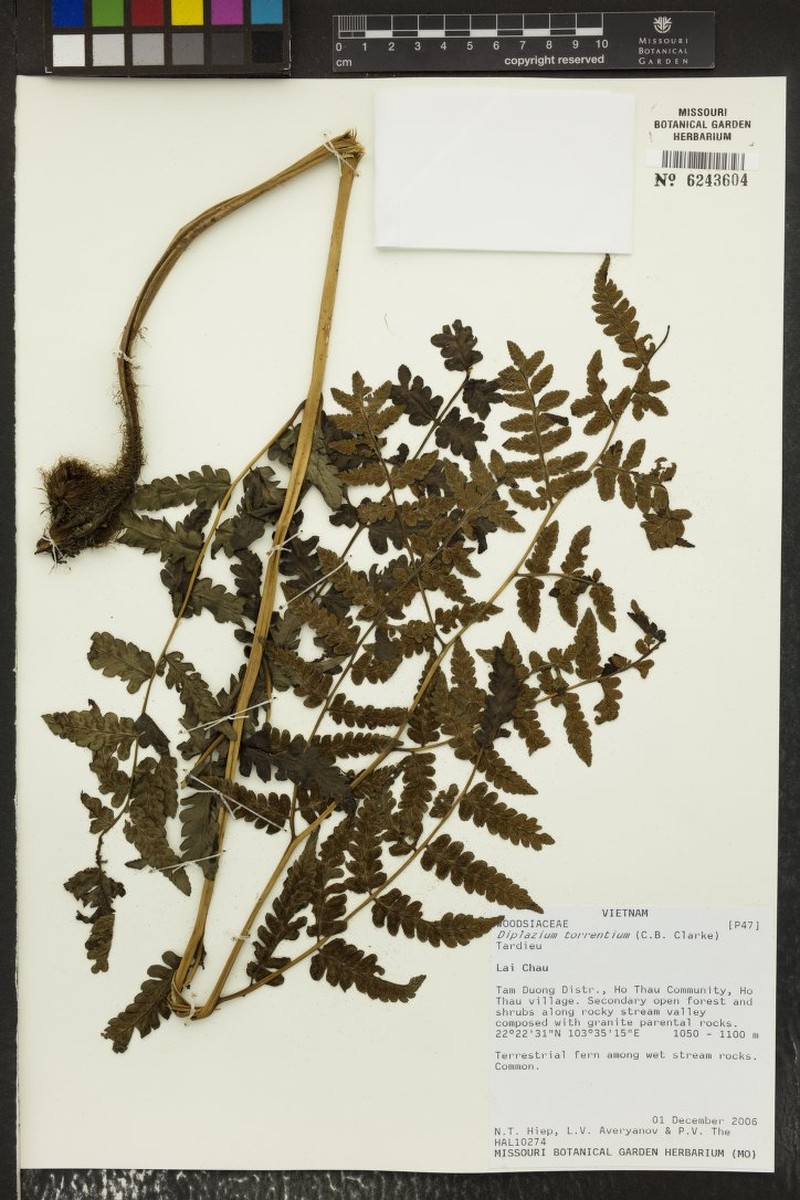 Diplazium sikkimense photo 4