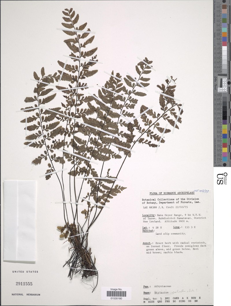 Diplazium silvestre photo 3