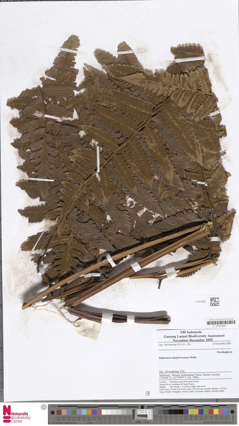 Diplazium simplicivenium