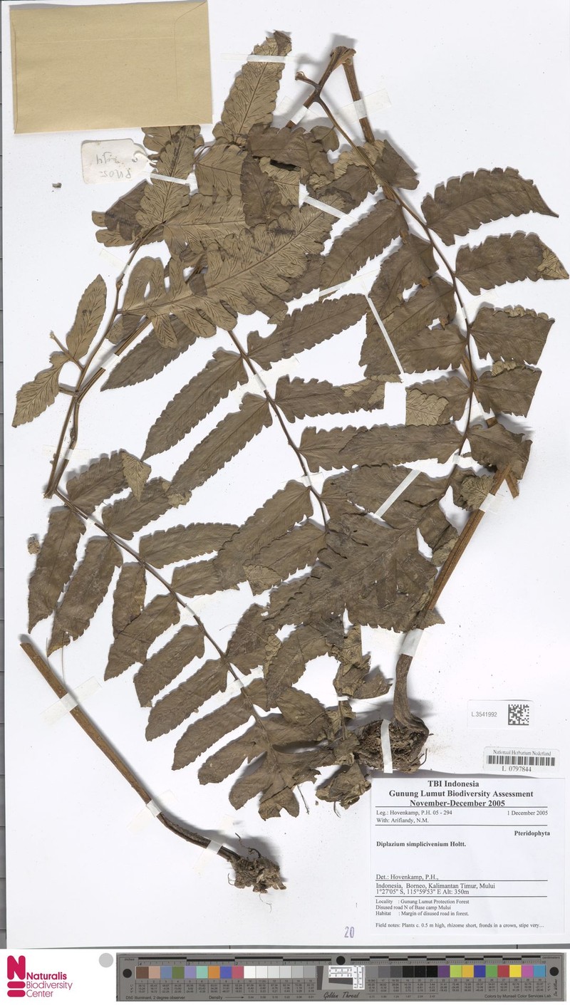 Diplazium simplicivenium photo 2