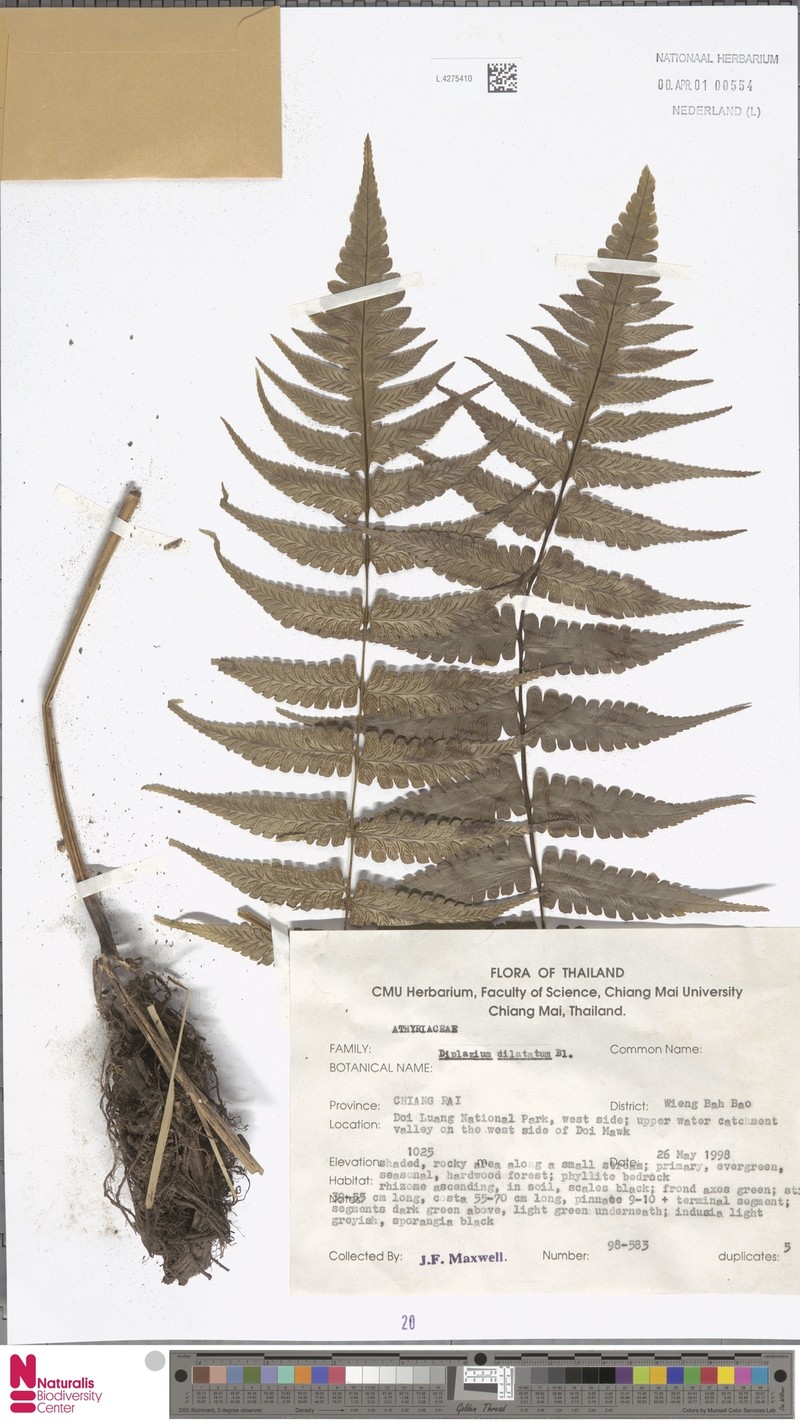 Diplazium simplicivenium photo 3