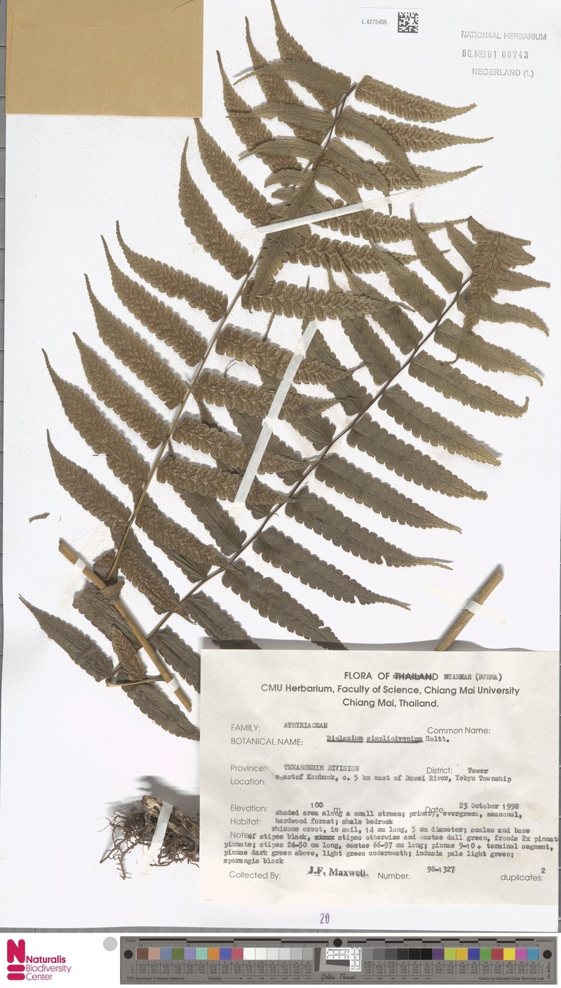 Diplazium simplicivenium photo 4