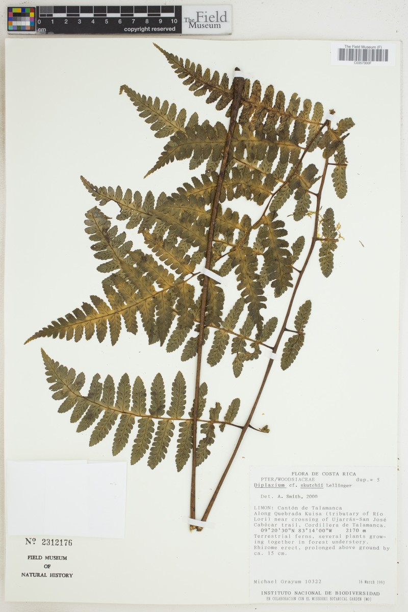 Diplazium skutchii