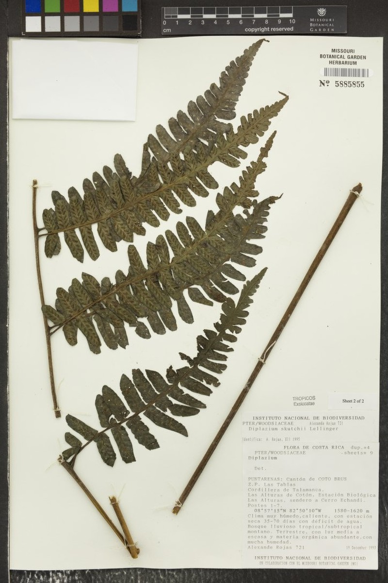 Diplazium skutchii photo 2
