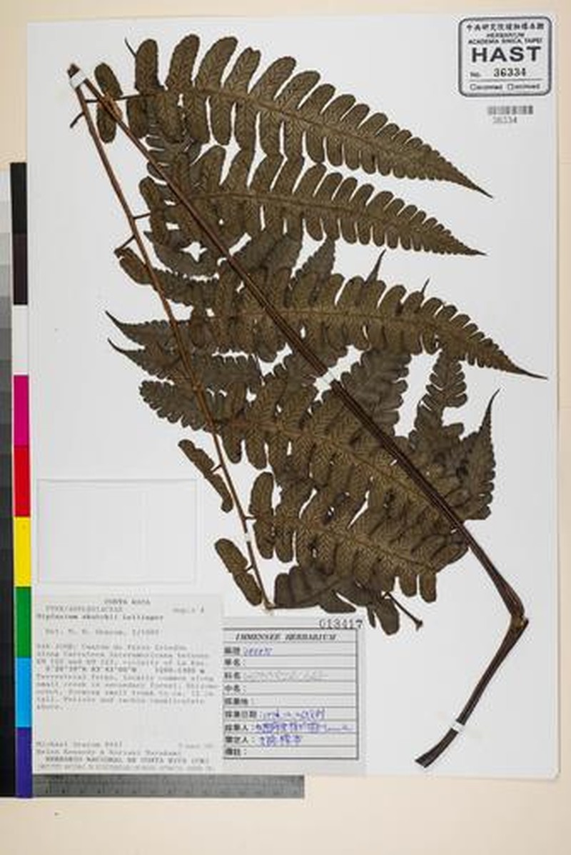Diplazium skutchii photo 3
