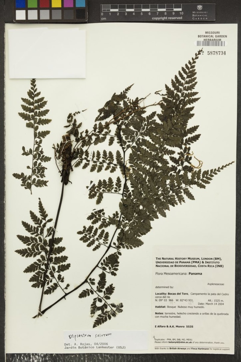 Diplazium solutum