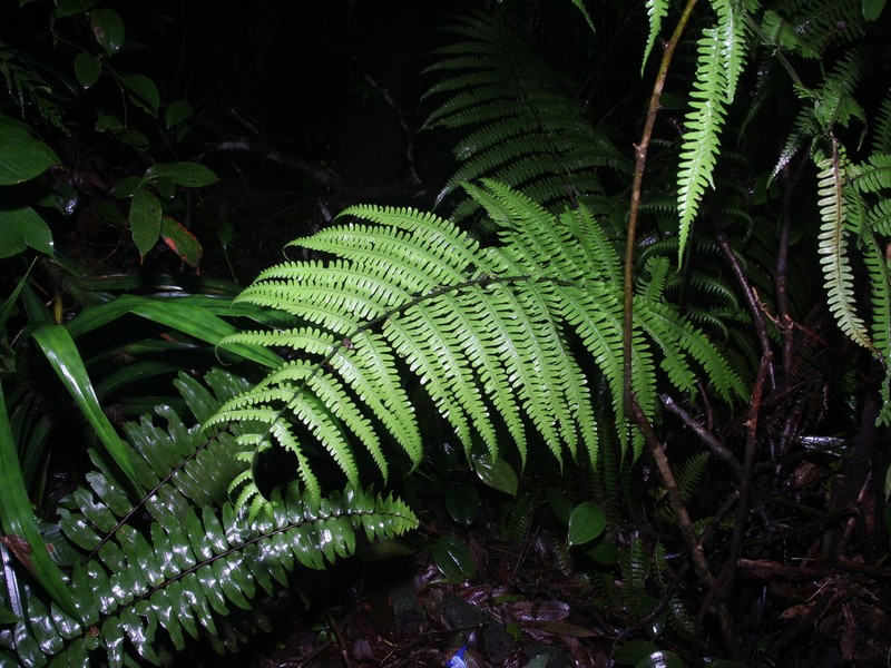 Diplazium sorzogonense photo 2