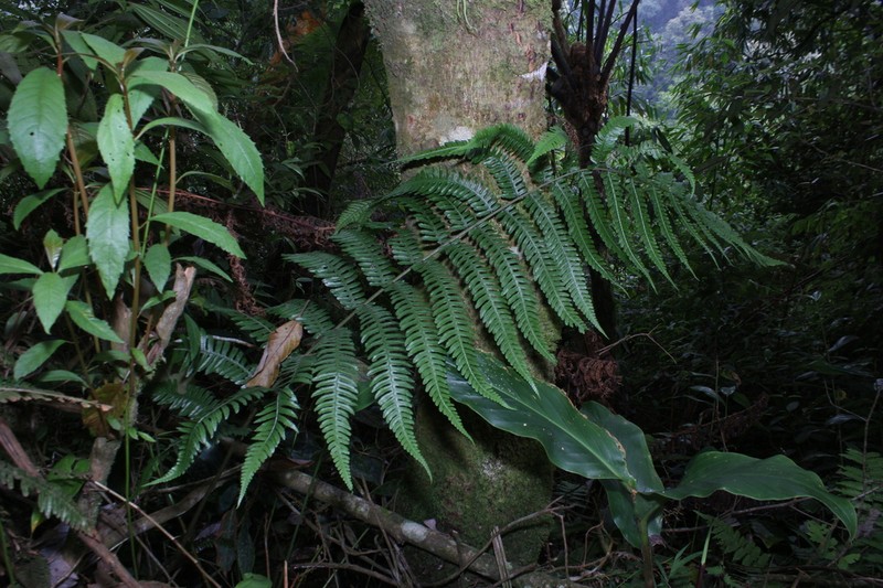 Diplazium sorzogonense photo 3