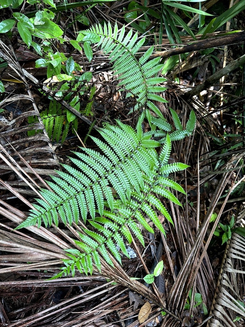Diplazium sorzogonense photo 4