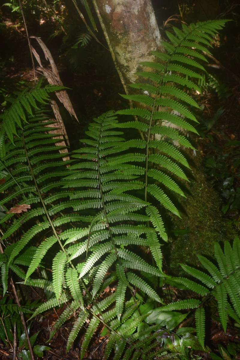 Diplazium sorzogonense photo 6