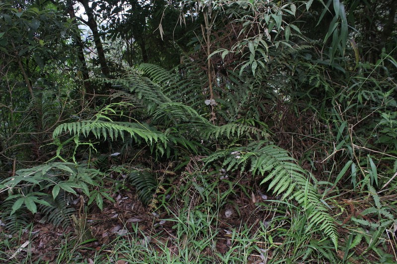 Diplazium sorzogonense photo 8