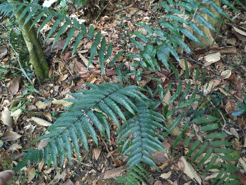Diplazium speciosum