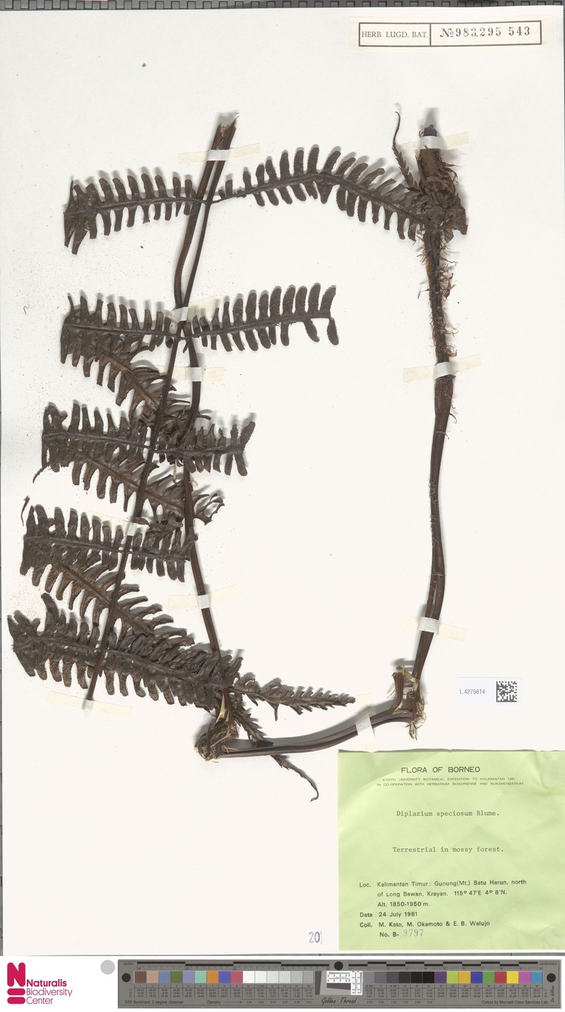 Diplazium speciosum photo 2