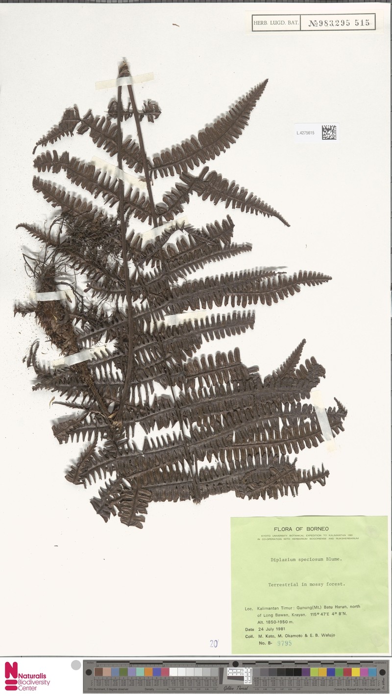 Diplazium speciosum photo 3