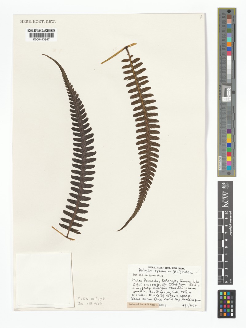 Diplazium speciosum photo 4