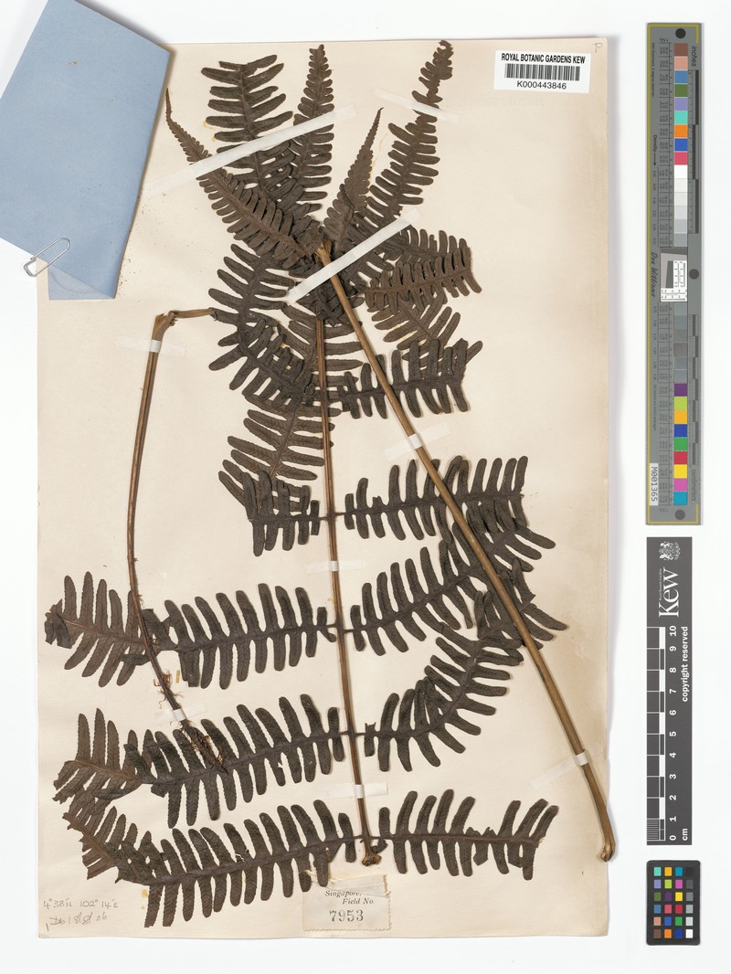 Diplazium speciosum photo 5