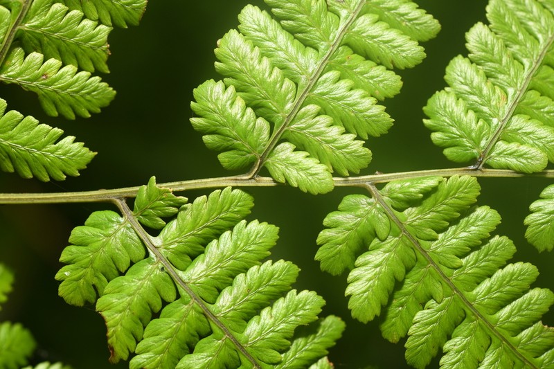 Diplazium spectabile